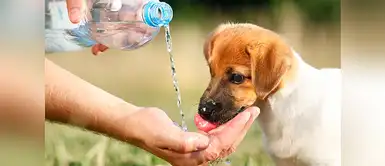 Los síntomas de la deshidratación en los perros Los síntomas de la deshidratación en los perros