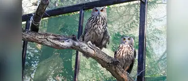 Así funciona un centro de recuperación de aves rapaces Así funciona un centro de recuperación de aves rapaces