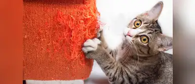 ¿Por qué los gatos arañan los muebles? Conoce los motivos ¿Por qué los gatos arañan los muebles? Conoce los motivos