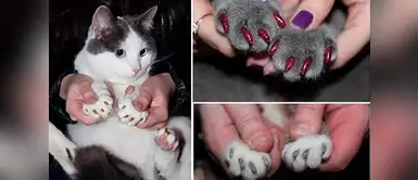 ¿Uñas postizas para gatos? Todo lo que tienes que saber sobre esta "manicure" ¿Uñas postizas para gatos? Todo lo que tienes que saber sobre esta "manicure"