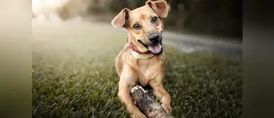 Adorables y originales nombres para perros criollos Adorables y originales nombres para perros criollos