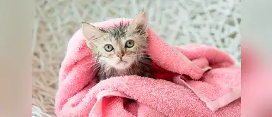 Las mejores recomendaciones para bañar a tu gato en invierno Las mejores recomendaciones para bañar a tu gato en invierno