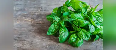Albahaca: conoce los beneficios por el que debes incluirla en tu dieta Albahaca: conoce los beneficios por el que debes incluirla en tu dieta