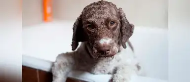 Las 4 razas de perros más longevos del mundo Las 4 razas de perros más longevos del mundo