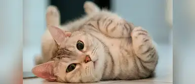 Los métodos anticonceptivos más comunes para gatos Los métodos anticonceptivos más comunes para gatos