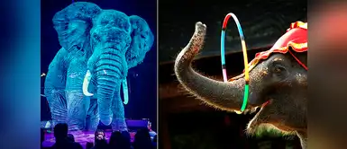 Conoce el circo que reemplaza animales por hologramas para combatir el maltrato animal Conoce el circo que reemplaza animales por hologramas para combatir el maltrato animal