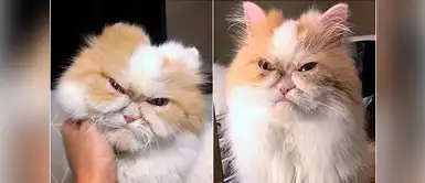 Conoce al nuevo ‘Grumpy Cat’ que los internautas aman Conoce al nuevo ‘Grumpy Cat’ que los internautas aman