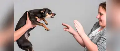 ¿Cómo prevenir los ataques de los perros? Sigue estos 5 consejos ¿Cómo prevenir los ataques de los perros? Sigue estos 5 consejos