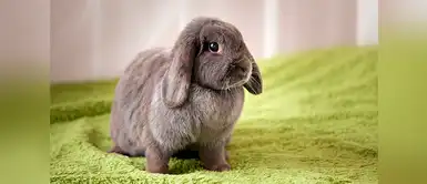 ¿Qué cuidados necesita un conejo en invierno? ¿Qué cuidados necesita un conejo en invierno?