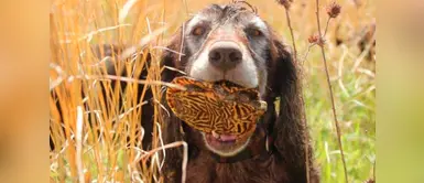 Perros entrenados son rescatistas de tortugas en peligro de extinción Perros entrenados son rescatistas de tortugas en peligro de extinción