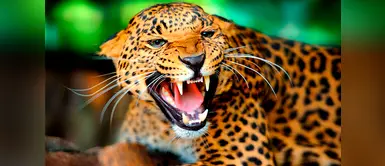 México, el territorio con más especies en extinción en el mundo México, el territorio con más especies en extinción en el mundo