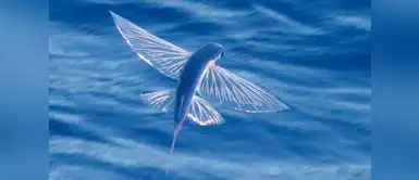 Conoce 3 maravillosas especies de peces voladores Conoce 3 maravillosas especies de peces voladores