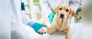 ¿Cómo se manifiesta el tétano en los perros? Conoce los tipos ¿Cómo se manifiesta el tétano en los perros? Conoce los tipos