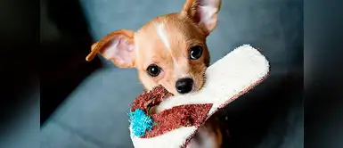 4 Razas de perros toy o miniatura que te fascinarán 4 Razas de perros toy o miniatura que te fascinarán