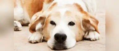 Mascotas adultas: 5 necesidades especiales de perros mayores Mascotas adultas: 5 necesidades especiales de perros mayores