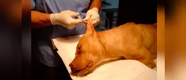 Cortarle la cola o las orejas a un perro es un acto de total crueldad Cortarle la cola o las orejas a un perro es un acto de total crueldad