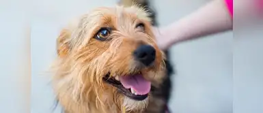 ¡Vet tip! Conoce la manera correcta para acercarte a un can desconocido ¡Vet tip! Conoce la manera correcta para acercarte a un can desconocido