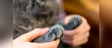 Nueva York está a punto de prohibir la amputación de garras de gatos Nueva York está a punto de prohibir la amputación de garras de gatos