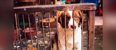 Corea ha clausurado uno de los mercados más grandes de carne de perro Corea ha clausurado uno de los mercados más grandes de carne de perro