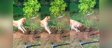 Instagram: una lista y tierna perra es capaz de ayudar a su dueño a plantar un árbol Instagram: una lista y tierna perra es capaz de ayudar a su dueño a plantar un árbol