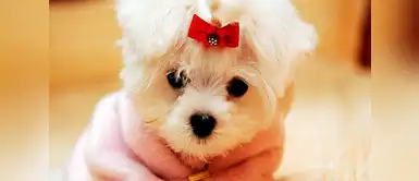 Nombres adorables de perritas inspirados en personajes y famosas Nombres adorables de perritas inspirados en personajes y famosas