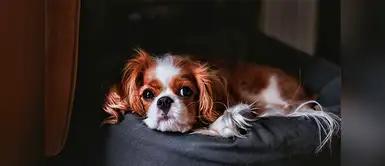 ¿Qué se le puede dar de comer a un perrito con diarrea? ¿Qué se le puede dar de comer a un perrito con diarrea?