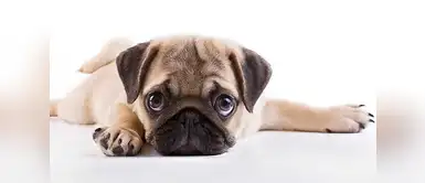 Holanda prohíbe la cría y reproducción de los Pugs por males congénitos Holanda prohíbe la cría y reproducción de los Pugs por males congénitos