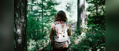 4 pasos a seguir si te pierdes en un bosque 4 pasos a seguir si te pierdes en un bosque