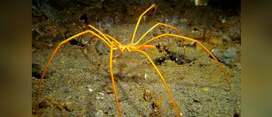 Las arañas marinas más grandes del mundo en Antártida Las arañas marinas más grandes del mundo en Antártida