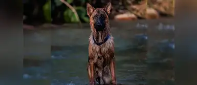 ¡Hermosos e inteligentes! Conoce las razas de perros más ingeniosos del mundo ¡Hermosos e inteligentes! Conoce las razas de perros más ingeniosos del mundo