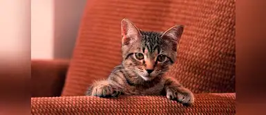 Conoce las 4 razas de gatos más cariñosos del planeta Conoce las 4 razas de gatos más cariñosos del planeta