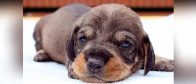 ¿Cómo alimentar a un cachorro de raza pequeña? ¿Cómo alimentar a un cachorro de raza pequeña?