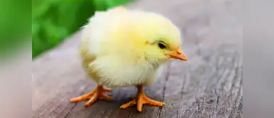 ¿Cuáles son los cuidados para tener un pollito como mascota? ¿Cuáles son los cuidados para tener un pollito como mascota?
