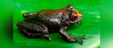 Gigante andino es la nueva especie de rana más grande de los Andes Gigante andino es la nueva especie de rana más grande de los Andes