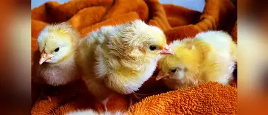 60 Nombres originales y tiernos para pollitos de mascota 60 Nombres originales y tiernos para pollitos de mascota