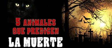 ¿Cuáles son los animales que anuncian la muerte? Aquí la respuesta ¿Cuáles son los animales que anuncian la muerte? Aquí la respuesta