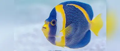 ¿Cuándo y cómo duermen los peces de acuario? ¿Cuándo y cómo duermen los peces de acuario?