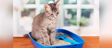 ¿Por qué mi gato come tierra? 5 Causas de su conducta ¿Por qué mi gato come tierra? 5 Causas de su conducta