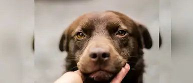 Si sufres de estrés crónico, tu perro también puede padecer lo mismo Si sufres de estrés crónico, tu perro también puede padecer lo mismo