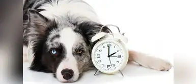¿Cómo saben los perros la hora en la que deben alimentarse? ¿Cómo saben los perros la hora en la que deben alimentarse?