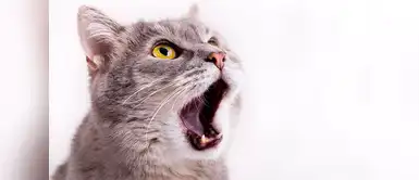 Consejos para combatir el mal aliento en los gatos Consejos para combatir el mal aliento en los gatos