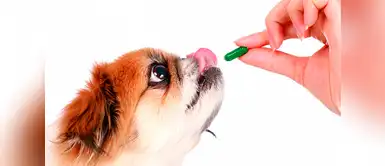 Cuidado con automedicar a tu mascota con fármacos para humanos Cuidado con automedicar a tu mascota con fármacos para humanos