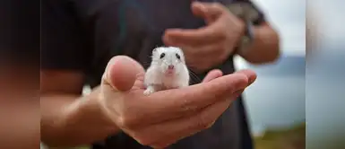 ¿Te gustan los roedores? Tips para relacionarte con tu hámster ¿Te gustan los roedores? Tips para relacionarte con tu hámster