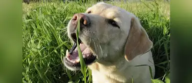¿Es recomendable que mi perro coma pasto? ¿Es recomendable que mi perro coma pasto?