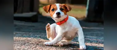 Acaba con las garrapatas y pulgas de las mascotas con estas plantas Acaba con las garrapatas y pulgas de las mascotas con estas plantas