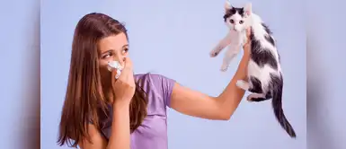 Consejos para disminuir la alergia a los gatos Consejos para disminuir la alergia a los gatos