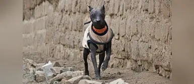 Día del Perro Peruano: 3 caracteristicas del can de patrimonio nacional Día del Perro Peruano: 3 caracteristicas del can de patrimonio nacional
