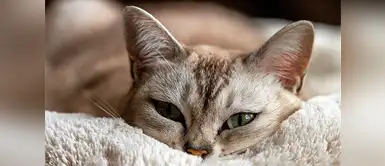 ¿Por qué los ojos de los gatos brillan en la oscuridad? ¿Por qué los ojos de los gatos brillan en la oscuridad?