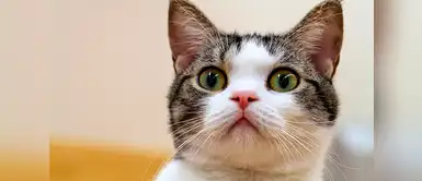 ¿Si te preguntas a qué huele tu gato? ¡Aquí te explicamos! ¿Si te preguntas a qué huele tu gato? ¡Aquí te explicamos!