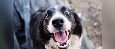 ¿Los perros llegan a sentir amor? ¿Los perros llegan a sentir amor?